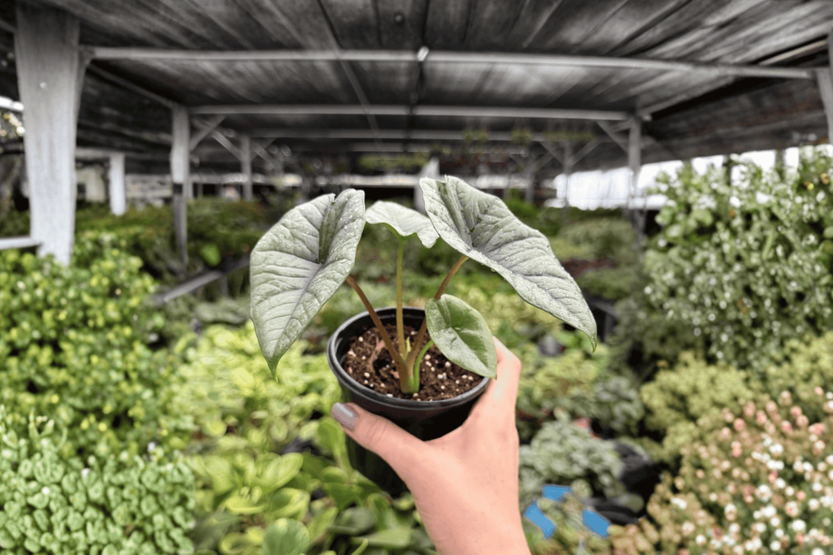 Alocasia Platinum ‘Bisma’ – 2 Live Plants in 4-Inch Pots