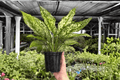 Aglaonema Wintery Winehouse — 2 Exact Live Plants, 4-Inch Pots
