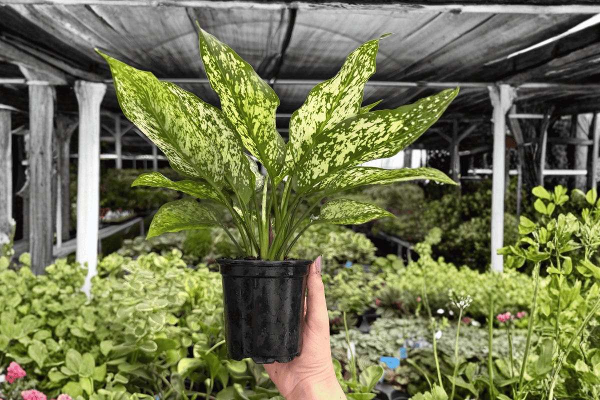Aglaonema Wintery Winehouse — 2 Exact Live Plants, 4-Inch Pots