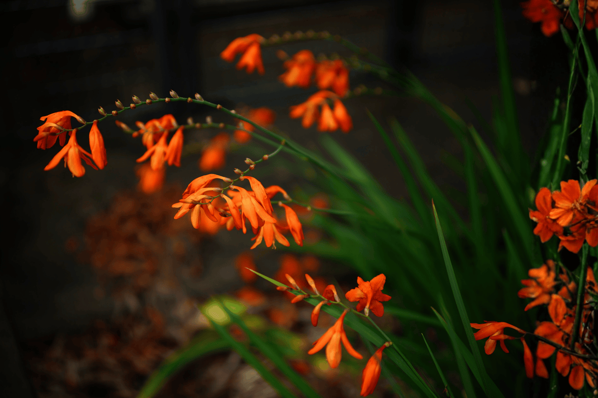 Landscape Tangerine Kangaroo Paw - 1 Gallon Live Plant (Anigozanthos flavidus Hybrid)