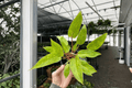 Philodendron Painted Lady - 2 Live Plants (4" Pot) Bare Root
