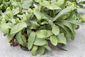 Staghorn Fern Platycerium elephantotis Live Plant in 2-Inch Pot | Indoor Tropical Fern