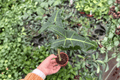 Alocasia Sarian Starter Plants (2) – 2-Inch Nursery Pots — Alocasia ‘Sarian’