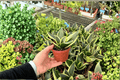 Sansevieria 'Lotus Hahnii' Live Plants – 2 in 4-Inch Pots (Shipped in Pots)