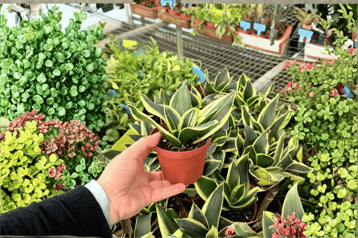Sansevieria 'Lotus Hahnii' Live Plants – 2 in 4-Inch Pots (Shipped in Pots)