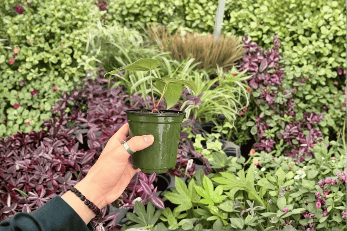 Anthurium Blue Papi x Red Stem - 2 Exact Live Plants in 4-Inch Pots