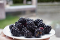 Baby Cakes Blackberry Seeds | 30 Seeds for Indoor or Outdoor Growth