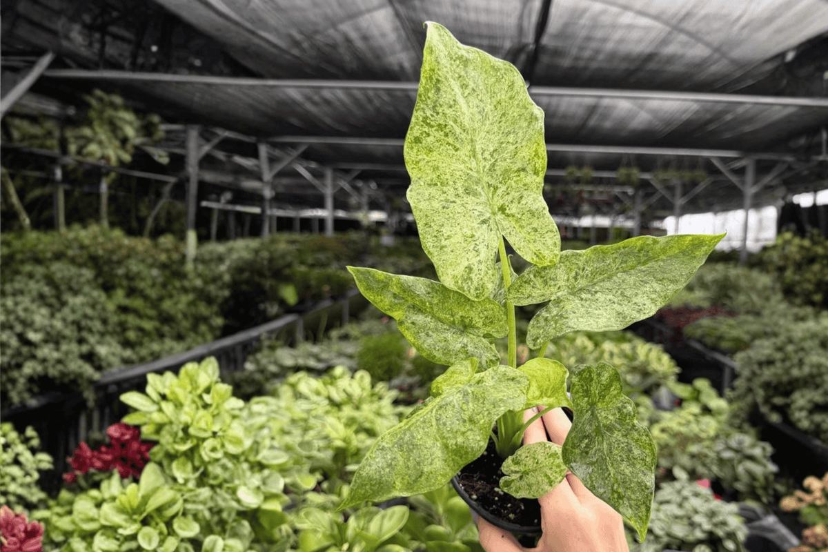 Alocasia Odora Batik Snow Variegated - 2 Live Plants in 4-Inch Pots (Exact Plants Shipped Potted)