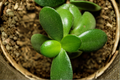 Crassula ovata Jade Plant Live Succulent - 2-Inch Fully Rooted Pot