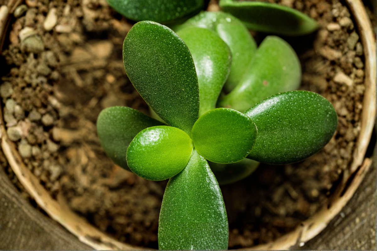 Crassula ovata Jade Plant Live Succulent - 2-Inch Fully Rooted Pot