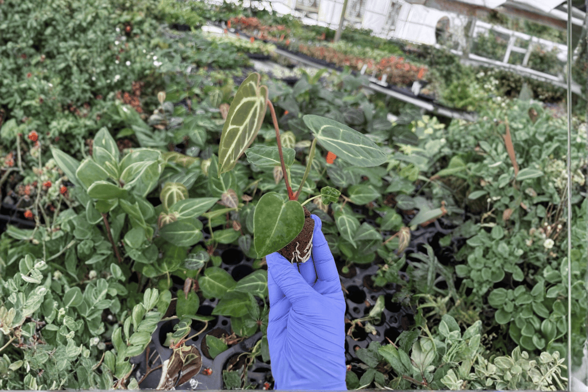 Anthurium Regale × Crystallinum Starter Plants – 2 Live Bare-Root Hybrids