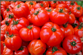 Heirloom Tomato Starter Plants (Set of 2) – Solanum lycopersicum, ~4+" tall