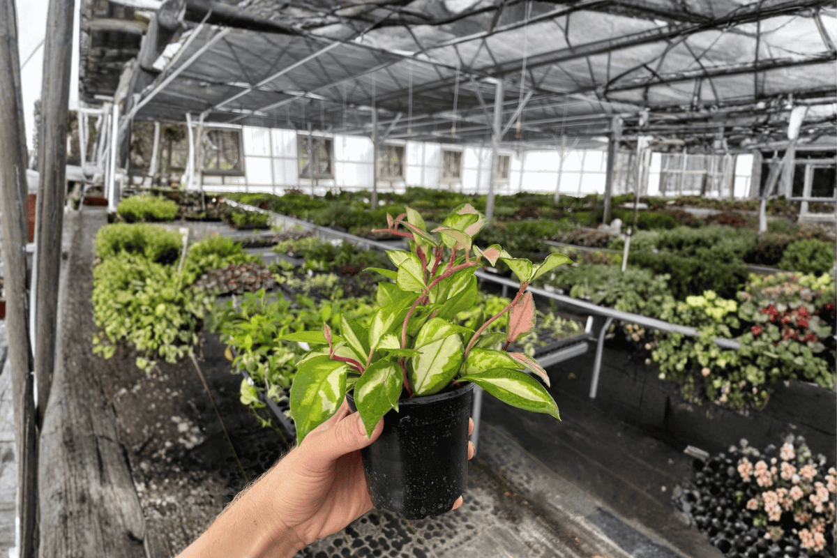 Hoya carnosa Exotica Tricolor Live Plant – 2-Pack, 4-Inch Pots