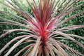Cordyline 'Charlie Boy' Palm Lily - 1 Gallon Live Plant