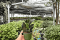 ZZ Black Queen (Zamioculcas zamiifolia) 2 Exact Live Plants in 4-Inch Pots