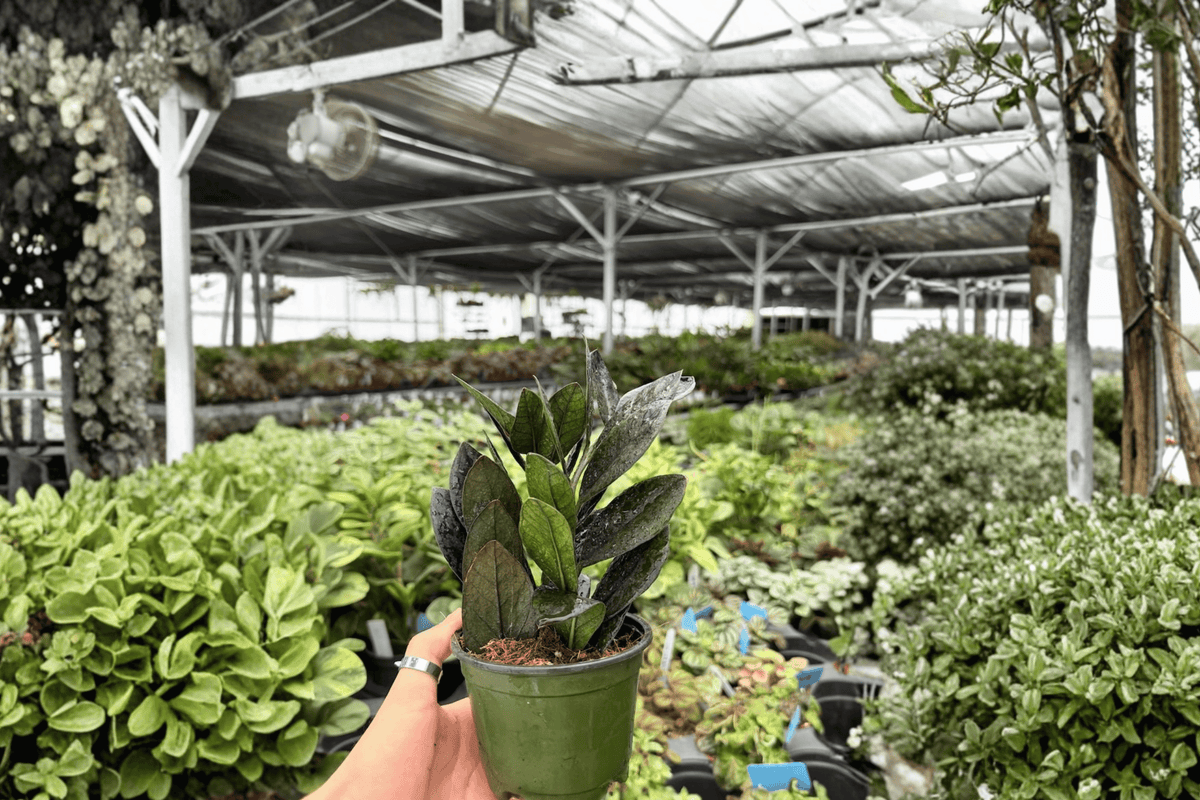 ZZ Black Queen (Zamioculcas zamiifolia) 2 Exact Live Plants in 4-Inch Pots