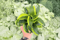 Dracaena Tornado 2 Live Plants in 4-Inch Pots - Exact Plants Pictured