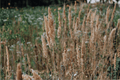 Little Nootka Reed Grass (Calamagrostis nutkaensis × foliosa) 'Little Nootka' — 1 Gallon Live Plant