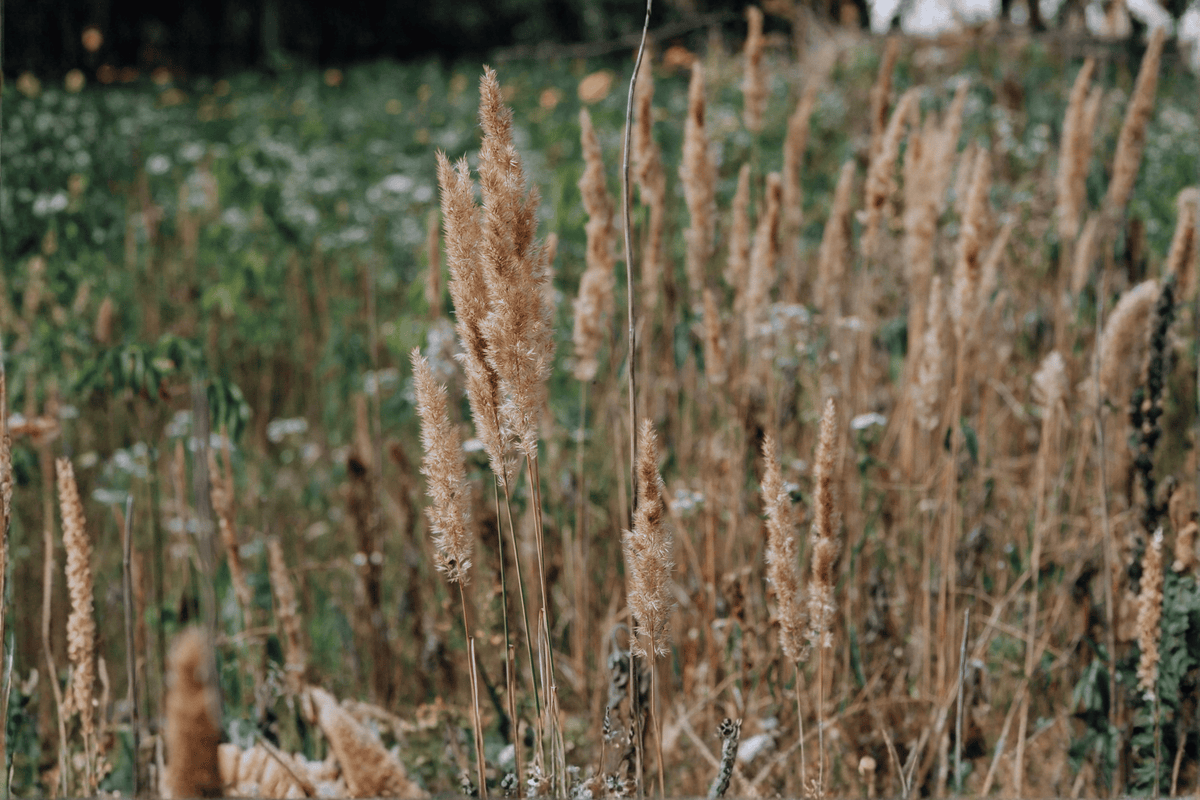 Little Nootka Reed Grass (Calamagrostis nutkaensis × foliosa) 'Little Nootka' — 1 Gallon Live Plant