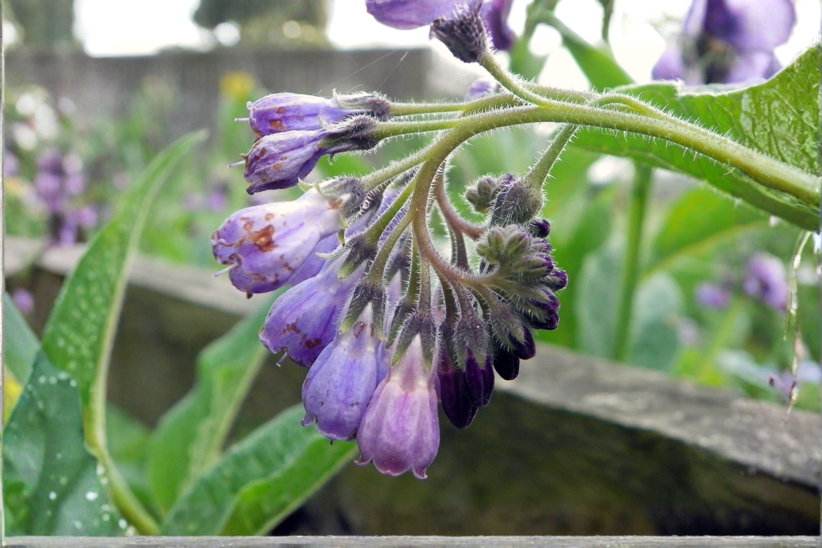 Russian Comfrey Bocking 14 Live Root Cuttings – 5 Root Pieces