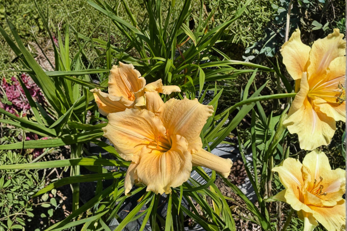 Daylily Bridal Bouquet - 3 Bare Root Plants (Hemerocallis) Creamy White Bloom