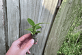 Philodendron Thai Congo Starter Plants – 2 Live Bare-Root Thai Congo Philodendron