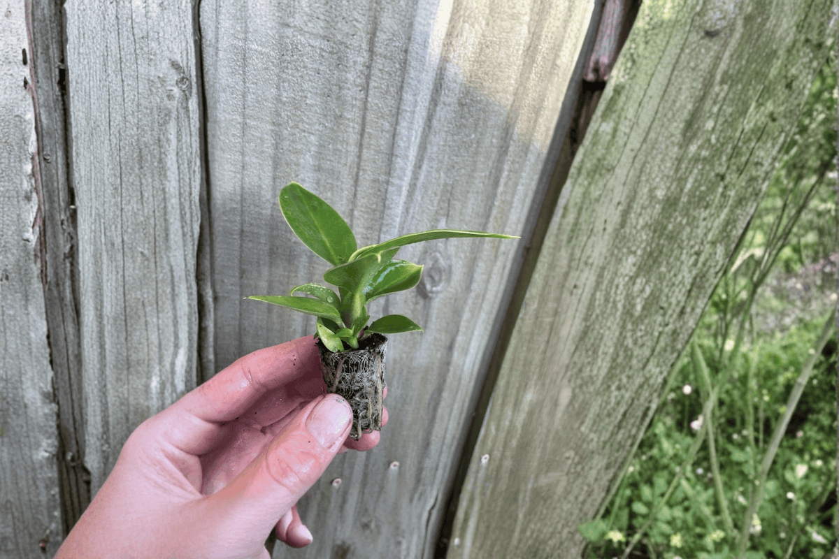 Philodendron Thai Congo Starter Plants – 2 Live Bare-Root Thai Congo Philodendron