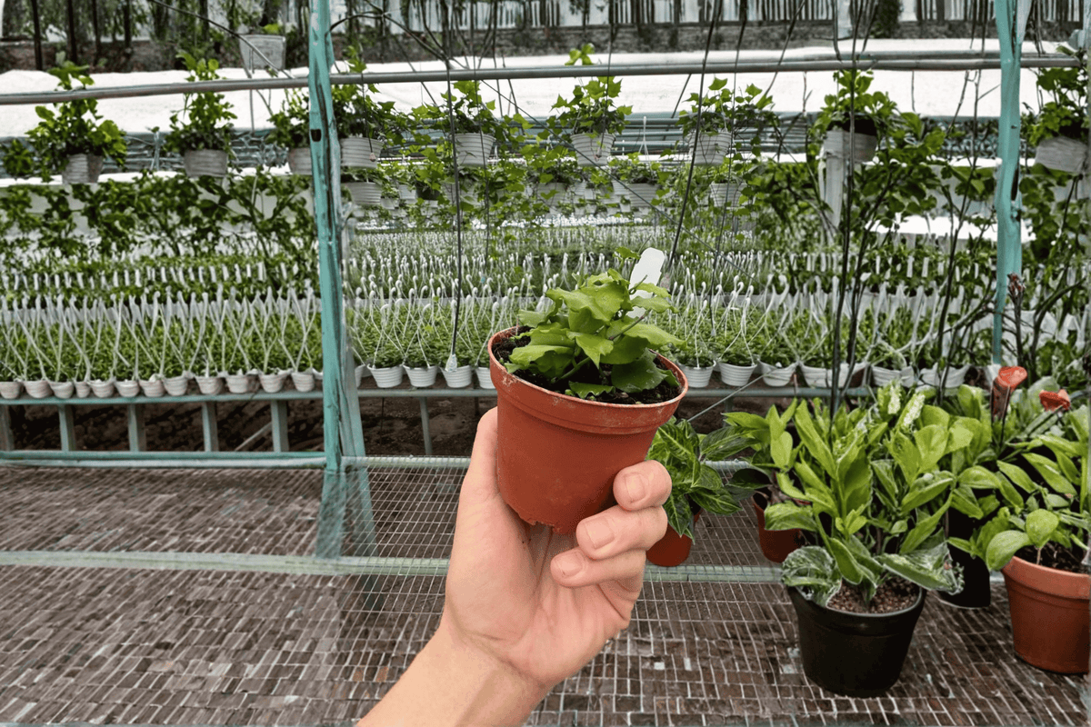 Hoya Endauensis — 2 Live Plants in 4-Inch Pots (Established)