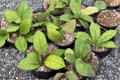 Hoya Finlaysonii - 4" Pot Live Plant (Unrooted/Rooted Status Not Specified) Rare Tropical Houseplant