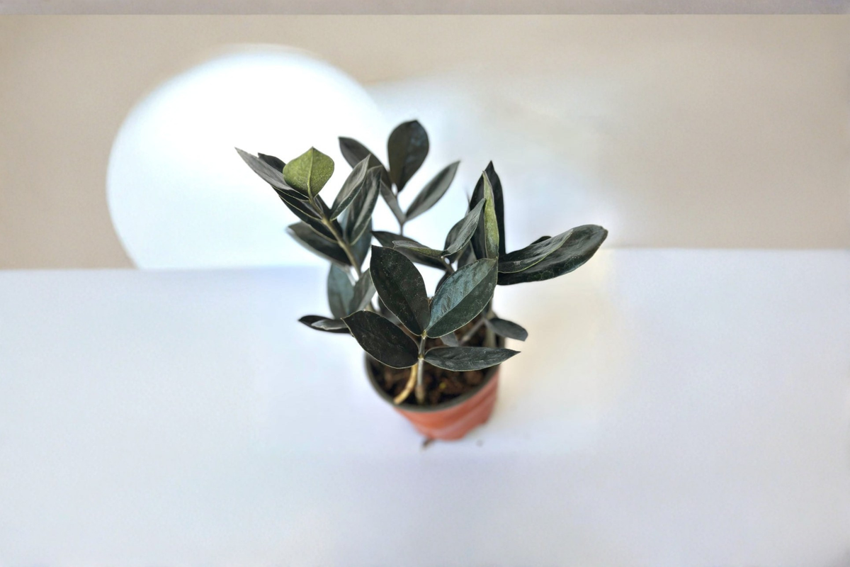 Black ZZ Plant Raven Zamioculcas zamiifolia ‘Raven’ - 4-Inch Pot Live Plant