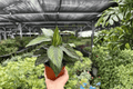 Calathea Beauty Star Goeppertia ornata ‘Beauty Star’ – 2 Live Plants in 4-Inch Pots