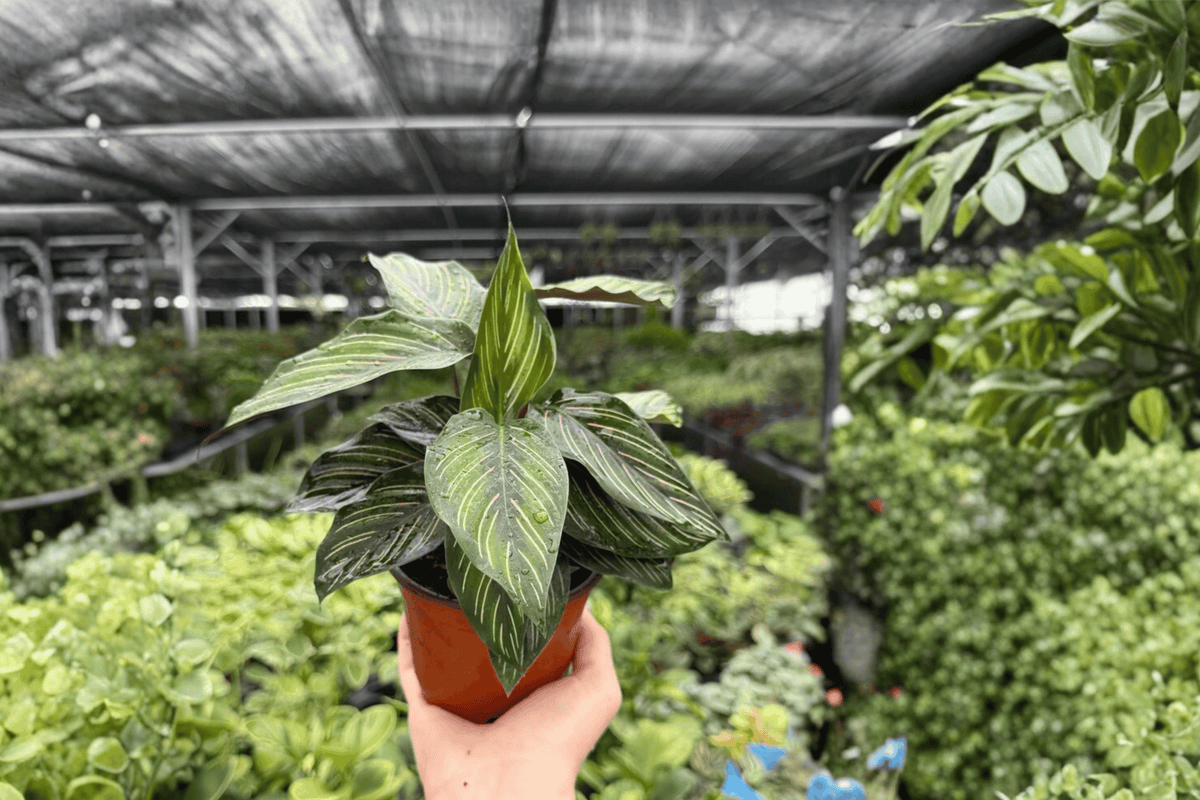 Calathea Beauty Star Goeppertia ornata ‘Beauty Star’ – 2 Live Plants in 4-Inch Pots
