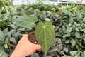 Anthurium Fort Sherman x Dark Silver (FS x Dark Silver) 4-Inch Pot Live Plants — 2 Exact