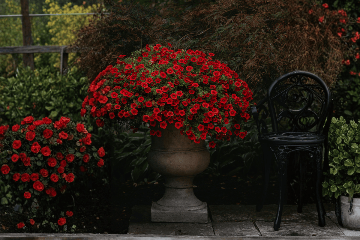 Calibrachoa Colibri Bright Red Million Bells - 4-Inch Live Plant
