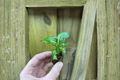 Dieffenbachia 'Green Magic' Starter Plants (2 Live) – Bare Root with Protective Soil Pods