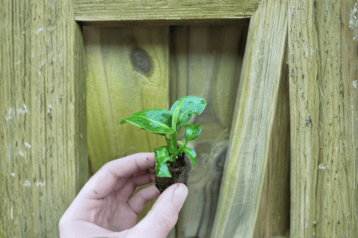 Dieffenbachia 'Green Magic' Starter Plants (2 Live) – Bare Root with Protective Soil Pods
