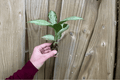 Dieffenbachia Snow Starter Plants – 2 Live Bare-Root Starter Plants with Protected Soil Pods