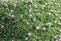 Elfin Creeping Thyme (Thymus serpyllum 'Elfin') - 1 Live Plant in 4-Inch Pot