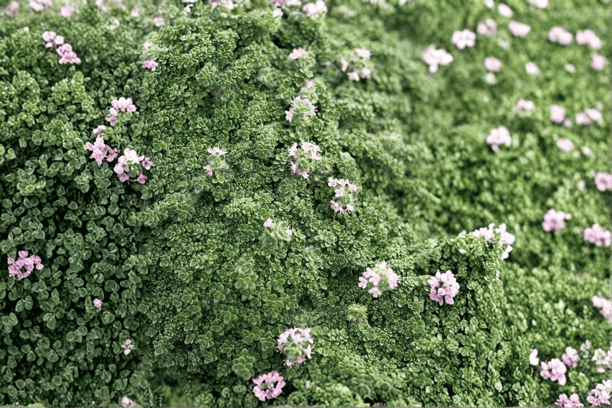 Elfin Creeping Thyme (Thymus serpyllum 'Elfin') - 1 Live Plant in 4-Inch Pot
