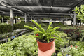 Rhipsalis sulcata Bare Root – 2 Live 4-Inch Plants