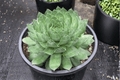 Sempervivum 'Emerald' Hens and Chicks - 1 Live Plant in 4-Inch Pot (SuperSemps Emerald)