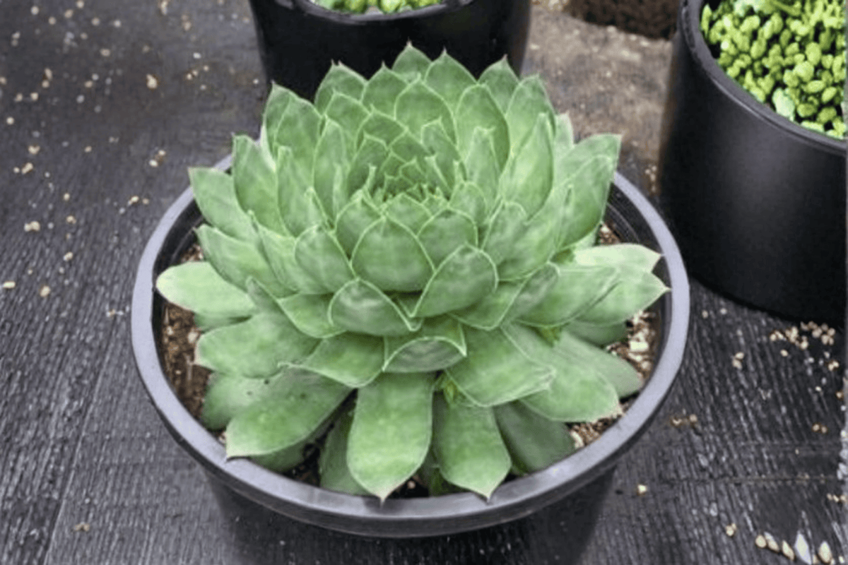 Sempervivum 'Emerald' Hens and Chicks - 1 Live Plant in 4-Inch Pot (SuperSemps Emerald)