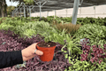 Anthurium AOS x Domino - 2 Exact Live Plants in 4" Pots