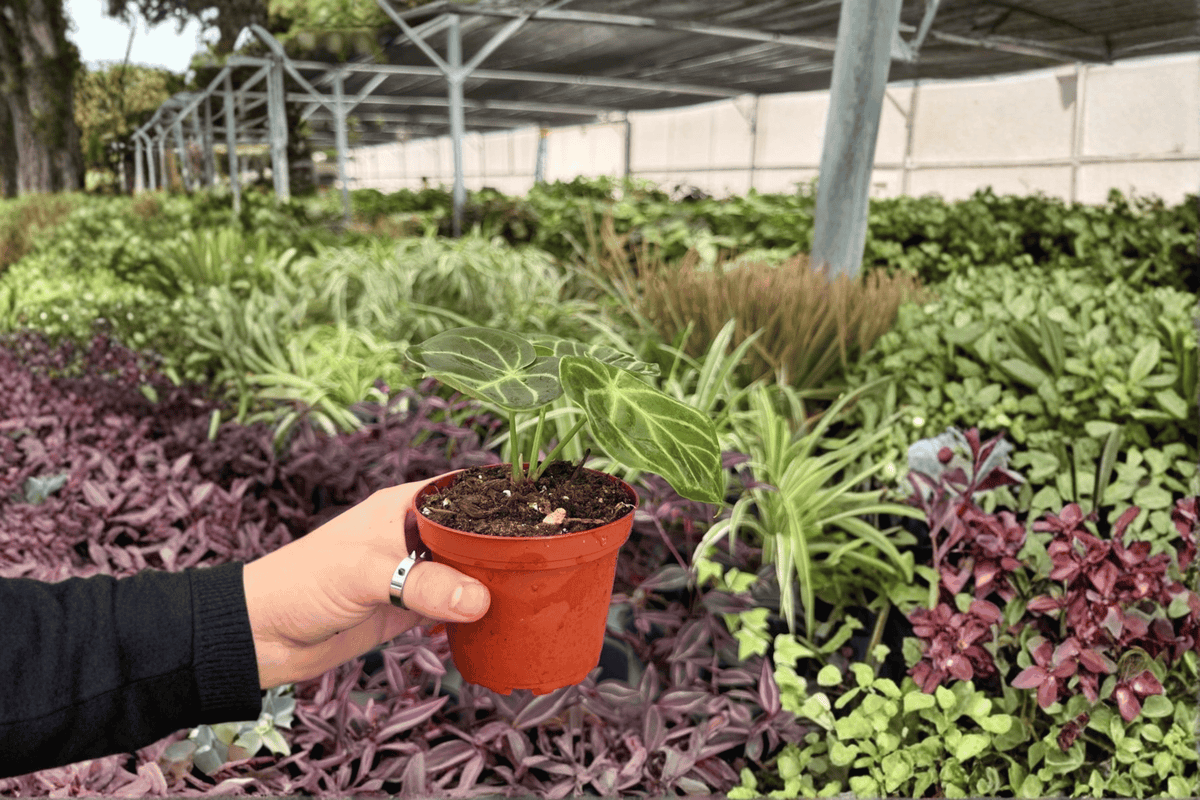 Anthurium AOS x Domino - 2 Exact Live Plants in 4" Pots