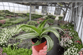 Dracaena fragrans White Jewel Dracaena White Jade Jewel - 2 Live 4-Inch Pots