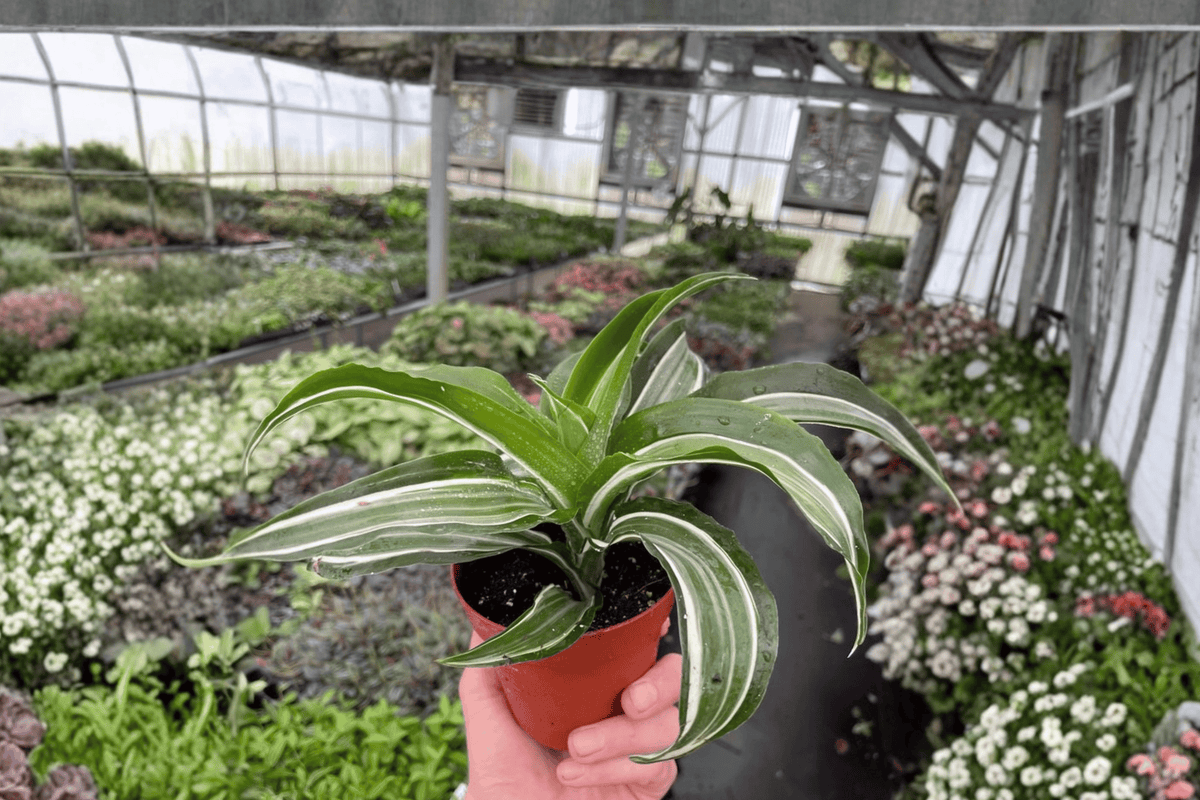 Dracaena fragrans White Jewel Dracaena White Jade Jewel - 2 Live 4-Inch Pots
