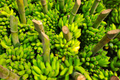 Gran Nain Banana Starter Plug | Musa Gran Nain Bare Root Live Plant