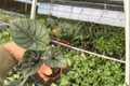 Alocasia Nebula Imperialis Starter Plants (2) - 2-Inch Pots