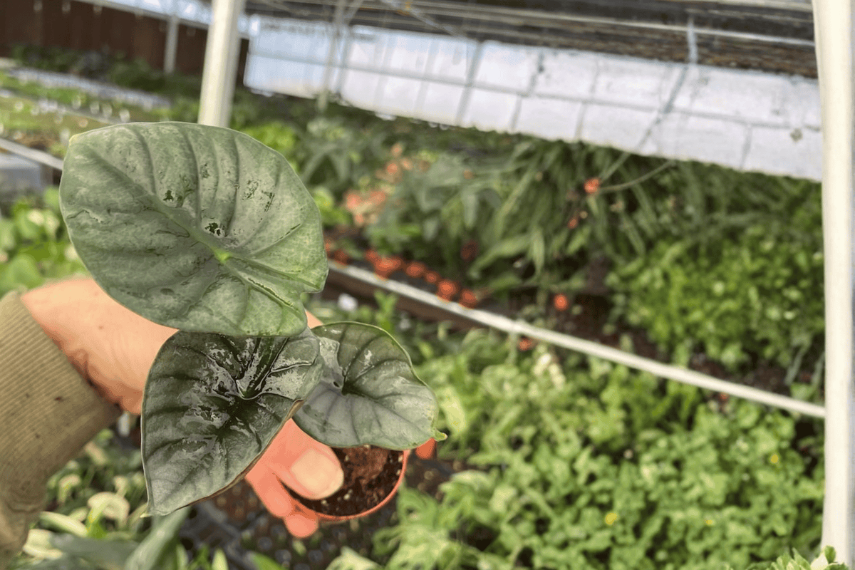 Alocasia Nebula Imperialis Starter Plants (2) - 2-Inch Pots