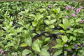 Hoya Skinneriana Live Plant | 4 Inch Pot - Rare Trailing Hoya Starter